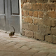 Image for article titled The Rats Are Hungry
